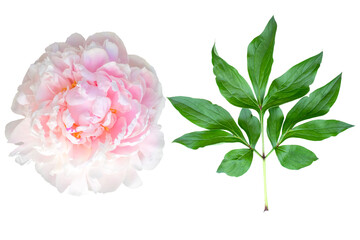 Pink peony and green leaf isolated on transparent background.