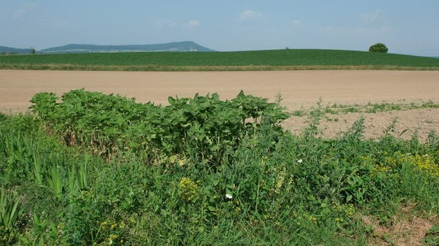 Europ&auml;ische Landwirtschaftliche Acker Landschaft im Sommer, wei&szlig;e Schmetterlinge  bewegen sich um die wild gewachsenen Pflanzen am Feldrand