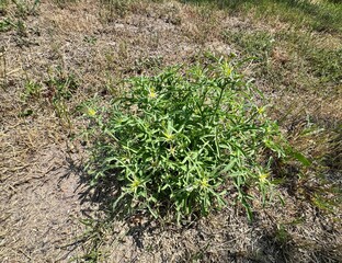 Spiny wild plant. Centaurea iberica, the Iberian knapweed or Iberian star-thistle, is a species of...