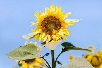 Close up of sunflower flower on field background. Oil production