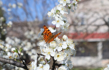 A Polygonia comma, eastern comma butterfly, Polygonia c-album, with orange spotted wings among the branches of a flowering cherry plum on a sunny spring day.