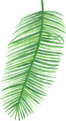 Obraz premium Watercolor painting of a tropical palm leaf on transparent background.