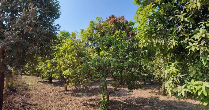 Pan from right to left. The mango trees are planted in organized rows