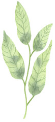 Watercolor illustration of tropical green leaves on transparent background.