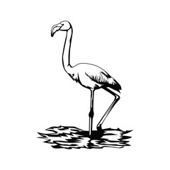 Fototapeta premium Greater flamingo design template