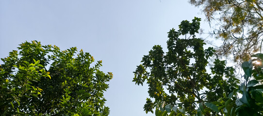 green grass and blue sky