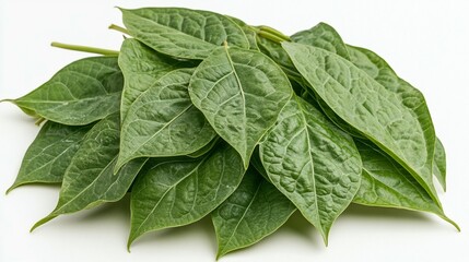 Fresh green leaves clustered together