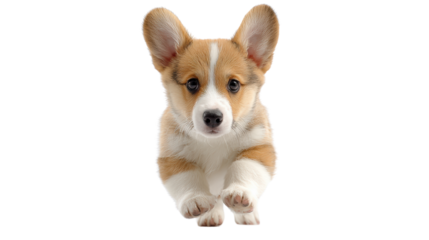 Adorable puppy running forward, white isolated background.