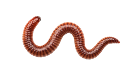 A glistening earthworm writhes with segmented body presented against a transparent background.