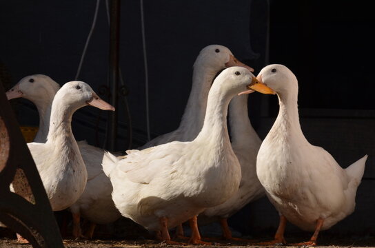 A battling of white ducks