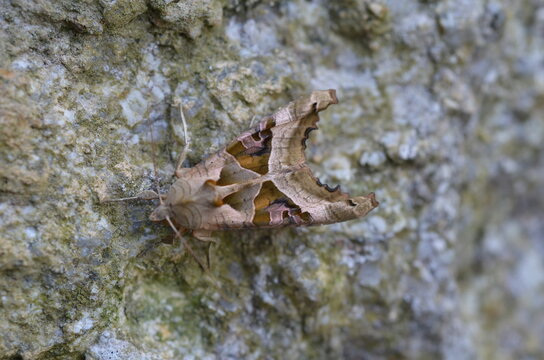 Angle shades moth, Phlogophora meticulosa