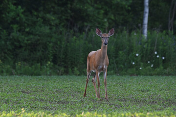 La Plaine 22 Juin 2025
