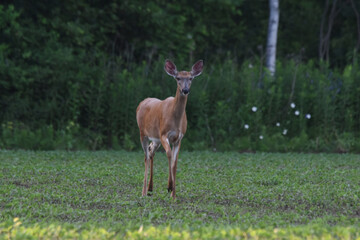 La Plaine 22 Juin 2025