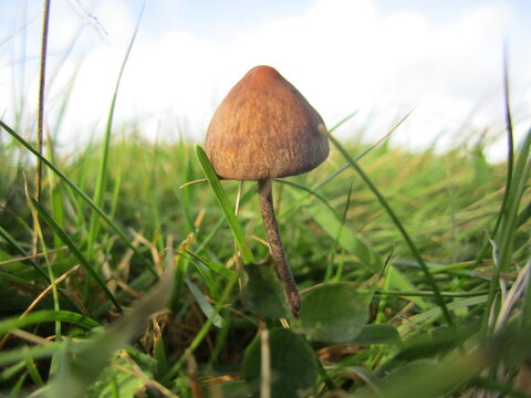 Liberty cap mushroom, Psilocybe semilandceata, Lundy