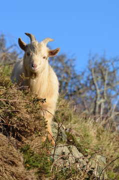 Feral goat, Lundy