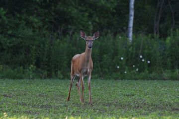La Plaine 22 Juin 2025