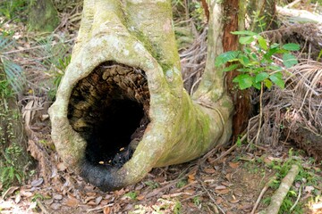 Large Black Hole in Tree Trunk Closeup