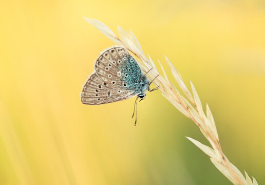  Samiec motyla Modraszka Ikara wśr&oacute;d traw na łące.