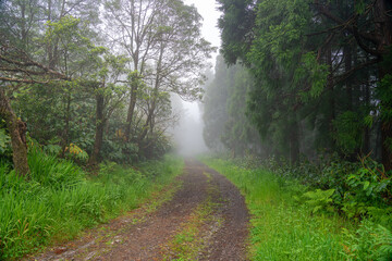 path between forest trees towards the fog in a mystical environment, Azorean island of Santa Maria, Portugal.