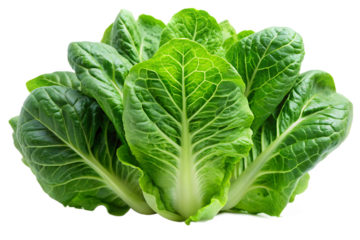 Fresh Green Baby Cos Lettuce Romaine Leaves Isolated Against Black Background A I G E N E R A T E D - P N G isolated on a transparent background