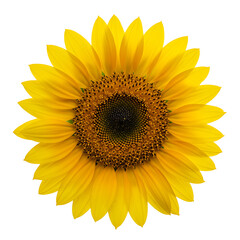 A bright yellow sunflower with a dark brown center set against a plain black background