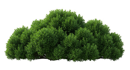 Lush green shrub with dense foliage forming a rounded bush, ideal for landscaping projects.
