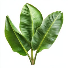 Lush Green Banana Leaves with Smooth Edges and Vibrant Colors