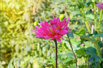 Dahlia bush with fleshy leaves and purple flowers. Cottage garden. Hybrids is grown as garden plants.