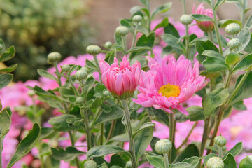 Cottage garden. Floral decoration. Chrysanthemums bush with fleshy leaves and purple flowers.