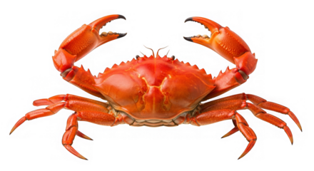A vibrant orange crab poses with open claws, showcasing its textured shell and detailed appendages,