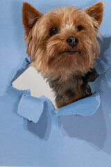 A Yorkshire terrier with a playful expression is peeking through a torn piece of blue paper. The...
