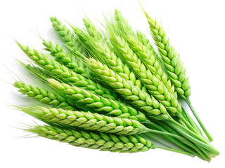 Lush Green Wheat Stalks Bundle Isolated on White Background A I G E N E R A T E D - P N G isolated on a transparent background 1