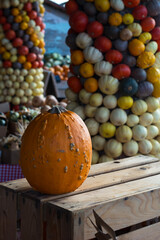 One orange pumpkin is on the wooden table near the columns of colorful little pumpkins. One day with little pumpkins in the Halloween