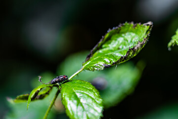 Close-up of a fly perched on a vibrant green leaf with blurred background.