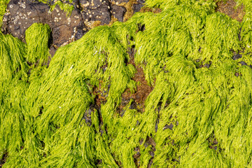 Strong green moss of great contrast on the stone wall covering an oceanic swimming pool on the Azorean island of Santa Maria, Portugal.