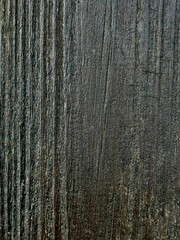 pine forest background