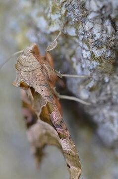 Close up of Angle shades moth, Phlogophora meticulosa