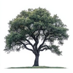 Fototapeta premium Majestic Tree with Thick Trunk and Lush Green Foliage