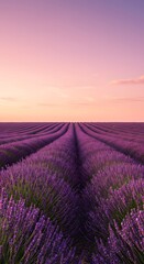 Obraz premium Serene Sunset over a Lavender Field A Stunning Purple Panorama