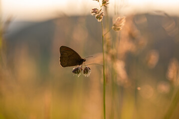 Piękny motyl przestrojnik jurtina na łące na trawie. © Elżbieta Kaps