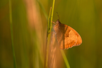 Piękny motyl przestrojnik jurtina na łące na trawie. © Elżbieta Kaps