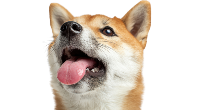 Happy dog with a playful expression, white isolated background.