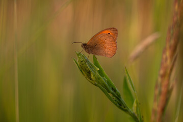 Piękny motyl przestrojnik jurtina na łące na trawie. © Elżbieta Kaps