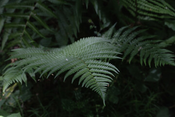 Close-up of a vibrant green fern leaf with intricate details in a shaded forest setting.