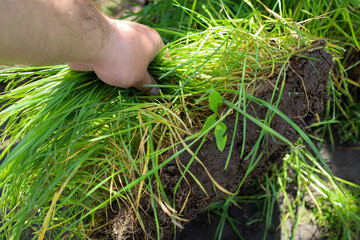 This shot features a hand holding sod with lush green grass and soil, emphasizing the process of...
