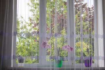 This shot features a window with sheer curtains, revealing trees outside and blooming orchids on the windowsill. Light filters through the leaves, creating a cozy atmosphere and a connection to nature