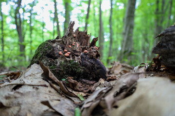 Moss and small fungi adorn an old tree stump in the forest, surrounded by fallen leaves. This close-up captures natural renewal and the intricate elements of woodland life, showcasing nature's beauty.