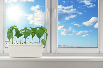 Young green plants growing in a white container on a sunny windowsill with a vibrant blue sky and...