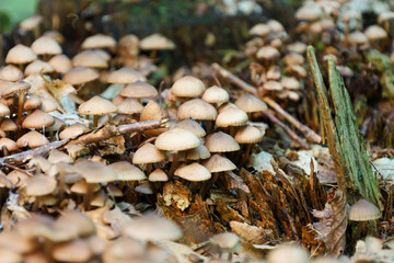 Clusters of small, slender-stemmed mushrooms densely cover a decaying wooden stump and the forest...