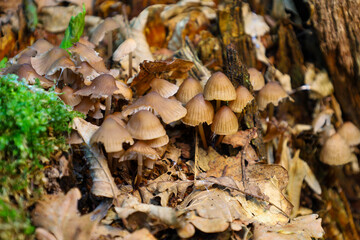 Various small mushrooms grow on the forest floor amidst fallen leaves and moss, creating a...